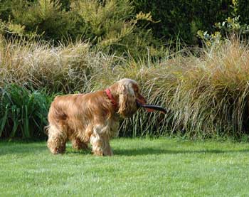 Dog Barking: Learn To Control It