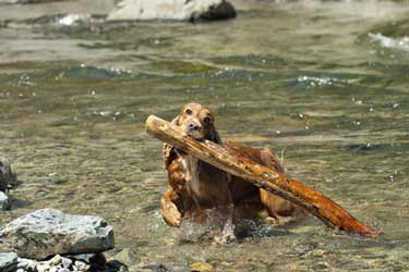 Puppy from Canzoni Animal