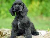 unisex puppy names puppy names unique or traditional you choose unisex puppy names puppy names unique or traditional you choose