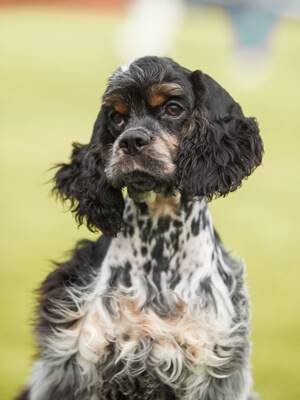 Alpha Dog Training and Behavior