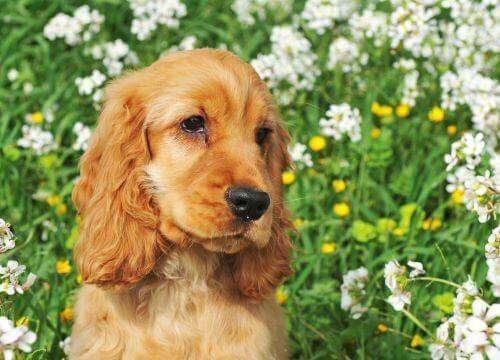 What is a popular name for a cocker spaniel?