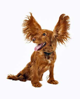 What Are Symptoms Of Ear Infections In Dogs What Are Symptoms Of Ear Infections In Dogs