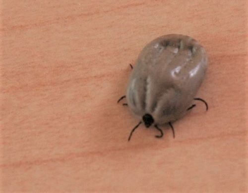 how to keep ticks dogs ticks how to find remove treat and how to keep ticks dogs ticks how to find remove treat and