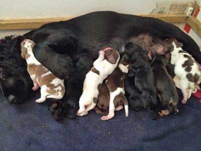 Female Cocker Spaniel Becomes Aggressive After Giving Birth Female Cocker Spaniel Becomes Aggressive After Giving Birth