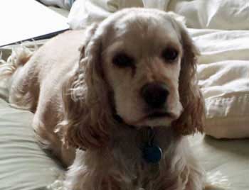 how can i my to stop barking how to stop my barking how can i my to stop barking how to stop my barking