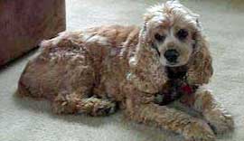 Cocker Spaniel Home Alone Cocker Spaniel Home Alone