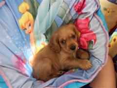 Lulu Resting Lulu Resting