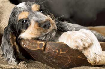 puppy daily schedule puppy care guide your new pup s daily schedule puppy daily schedule puppy care guide your new pup s daily schedule