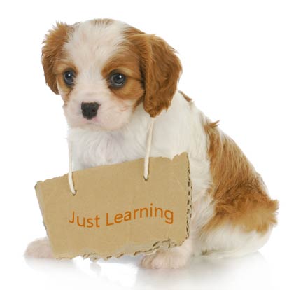 Click Here for puppy training