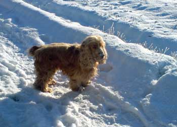Max Just Loves The Snow! Max Just Loves The Snow!