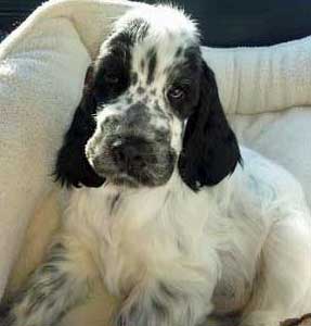Start Puppy Training Early! Start Puppy Training Early!
