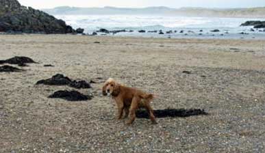 Cocker Spaniel's Love Playing On The Beach! Cocker Spaniel's Love Playing On The Beach!