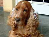 Dog Names Sounding Like Sasha Dog Names Sounding Like Sasha