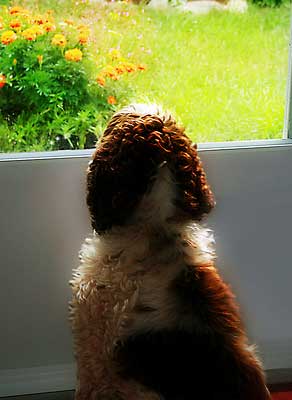 puppy was potty trained now accidents potty your puppy house dogs the easy way puppy was potty trained now accidents potty your puppy house dogs the easy way