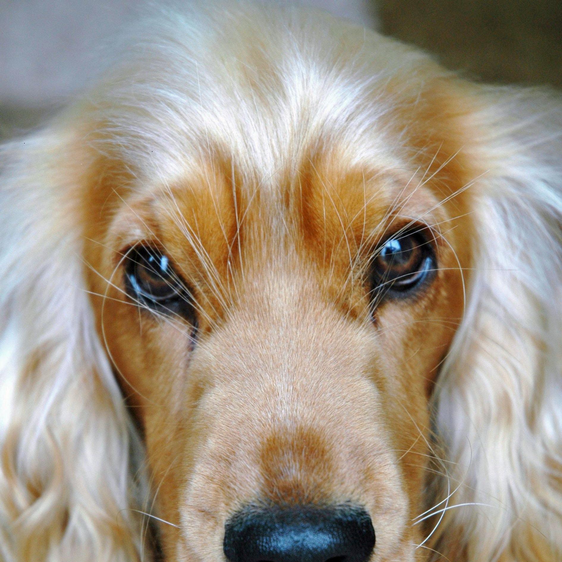 green eyed cocker spaniel