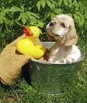 Time to bathe your new puppy? Please don't make the mistake of scaring him; follow our ultimate guide to bathing a puppy for the first time.