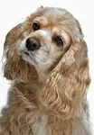 How to care for Cocker Spaniel ears to keep them clean, healthy and pain-free. Learn more about ear care and how to treat ear infections in dogs.