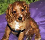 Is your cocker spaniel dog peeing at night and you don't know what to do about it? Help is at hand. Check out this great site about cockers!