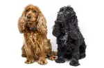 If you want a well-behaved dog, training is the key! Learn how regular and consistent Cocker Spaniel training sessions can help stop behavioural problems.