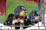 7 simple steps to crate training puppies to help you give your Cocker Spaniel safety and comfort, a safe place to retreat when things get too hectic for him.