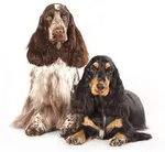 do cocker spaniels shed