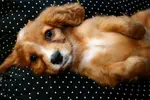 You're here because you want to know how to choose a dog bed! These valuable tips will help you choose the right bed for your pet; he'll spend a long time in it