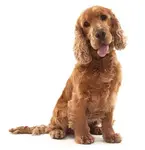 Want to know how to train a puppy? Follow these essential rules of puppy training to help your pup get it right first time!