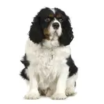 Worried your Cocker Spaniel is overweight and heading for obesity? Find all you need to know about overweight dogs to help your pet shed those extra pounds.