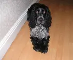 We're having problems potty training a 3-year old cocker spaniel. We adopted her from the cocker rescue in Austin, Texas...