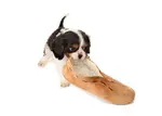 Is your cute Cocker puppy chewing everything in sight? Don't worry. Our step by step guide will soon stop your Spaniel puppy munching his way around your home!
