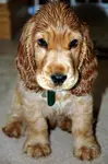 7 top tips to help you choose the best puppy name for your new little boy or girl, Cocker Spaniel! Why not come in and take a look? Your puppy deserve the best!