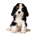 Giving your puppy obedience training, such as sit, stay, wait, come etc., will help you to shape a well-behaved puppy and will also help to keep him safe.