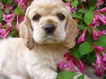 You're in luck if you're looking for the best unique dog names to help you name your new little Cocker puppy! Find hundreds of puppy names for boys and girls.