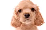 Headshot of golden cocker puppy - cute