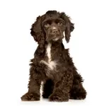 Discover hundreds of unique female dog names to help you find that special puppy name for your little girl Cocker Spaniel. Enjoy choosing your puppy's name!