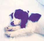 Penny, photos of css