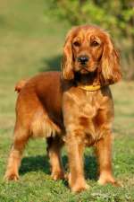 Deep golden CS on dog peeing page