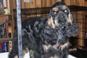 My Cocker Spaniel Is A Bully!