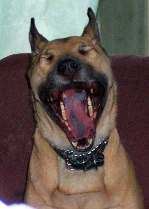 Best Dog Foods For Bad Breath Best Dog Foods For Bad Breath