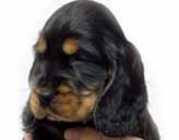 Picture link to 'Buying a New Puppy'. The cover picture is a headshot of a beautiful black and tan cocker puppy.