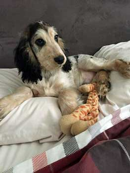 Gorgeous black, tan, and creamy-white cocker spaniel lying on a bed. He's a sable roan and is beautiful Unusually coloured black, tan, and white cocker spaniel, lying on the bed. He's known as a sable roan.