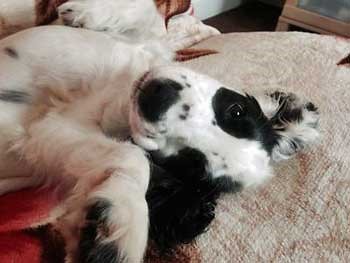 Black and white cocker spaniel lying on her back in a playful pose Black and white cocker spaniel lying on her back