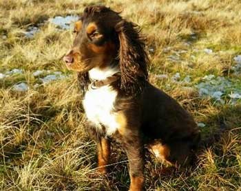 Black and tan cocker spaniel sitting in a field, bathed in winter sunshine Black and tan cocker spaniel sitting in a field.
