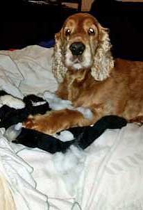 A senior cocker spaniel called Jelly, lying on the bed Jelly, a golden senior cocker spaniel dog resting on the bed.