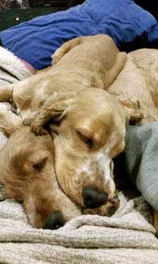 Two cute golden cocker spaniels, lying asleep with their heads very close together. Very cute. Leia and Jelly, two cocker spaniels, snoozing together