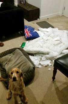 Cocker spaniel sitting by what was his bed - he's chewed it to bits! Cocker spaniel looking 'guilty' after having destroyed his bed.