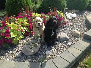 Two cocker spaniels, one buff coloured and the other black, sitting in a colourful flower bed Two cocker spaniels sitting in a flower bed