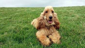 A beautiful golden cocker spaniel, Jessie, resting on the grass. Golden cocker spaniel lying obediently on the grass