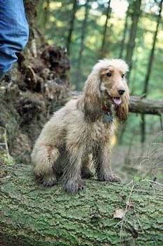 Our beautiful not-so-golden cocker spaniel covered in mud after a romp in the forest. Golden cocker spaniel grubby from running about in the mud