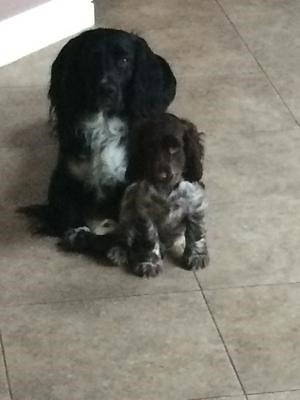 Black cocker spaniel sitting with a chocolate roan cocker spaniel puppy Black adult cocker spaniel and brown roan cocker spaniel puppy